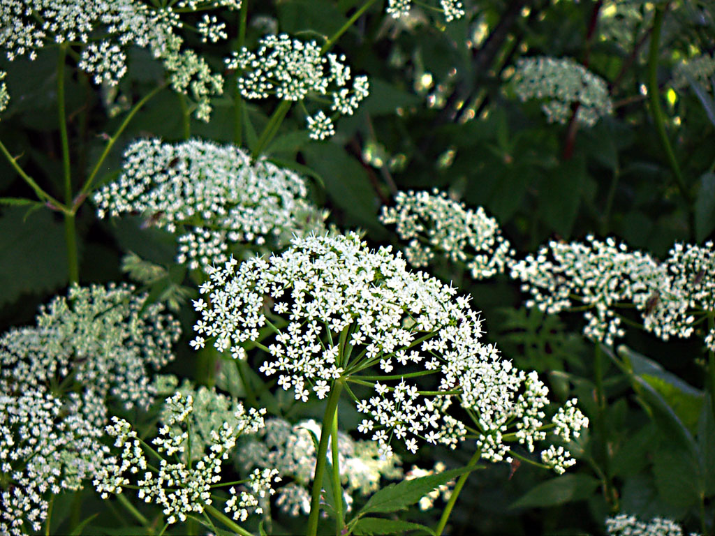 Laukinės pavasario gėlės Lietuvoje: pavadinimai ir nuotraukos