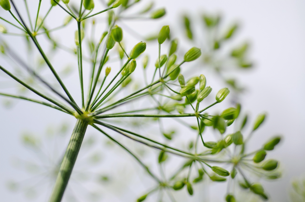 Kada sėti krapus 2026 metais: kaip turėti šviežių krapų visą sezoną