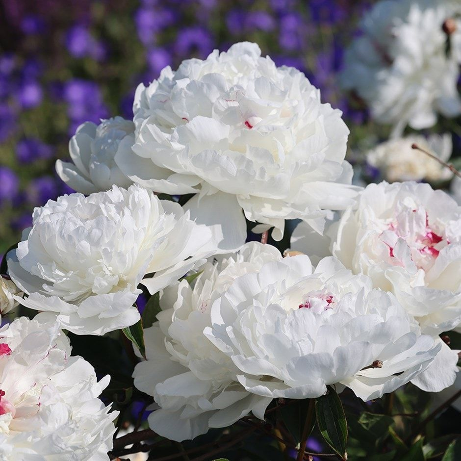 Visos bijūnų rūšys: kuo jos skiriasi ir kurias rinktis