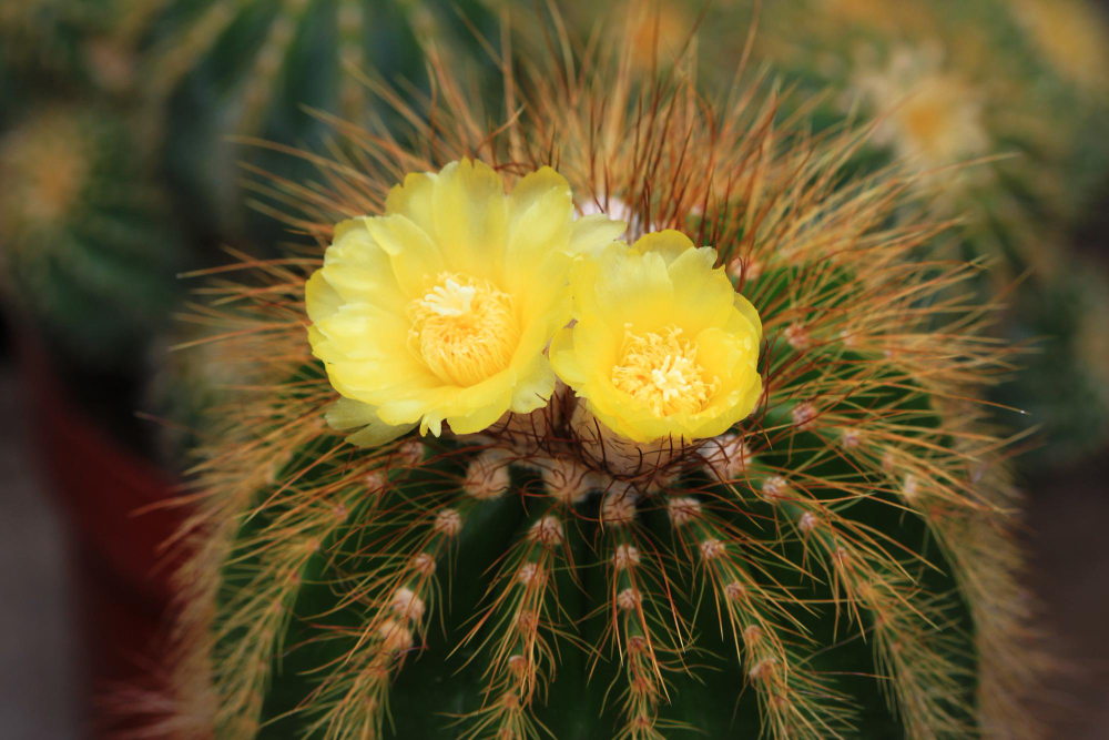 Kaip atrodo Meksikos kaktusai: formos ir prisitaikymas