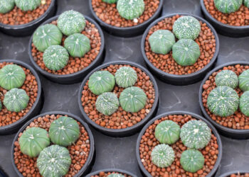 Iš Meksikos kilę kaktusai: populiariausios rūšys ir jų savybės