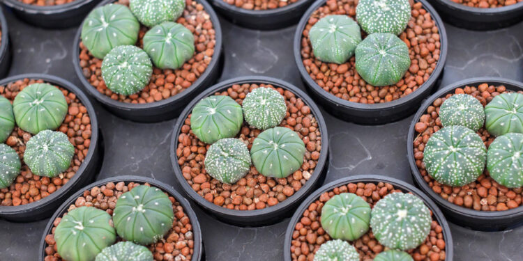 Iš Meksikos kilę kaktusai: populiariausios rūšys ir jų savybės