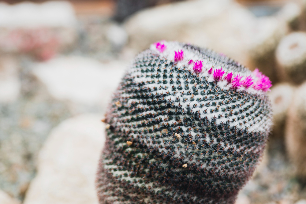 Populiariausios iš Meksikos kilusios kaktusų rūšys