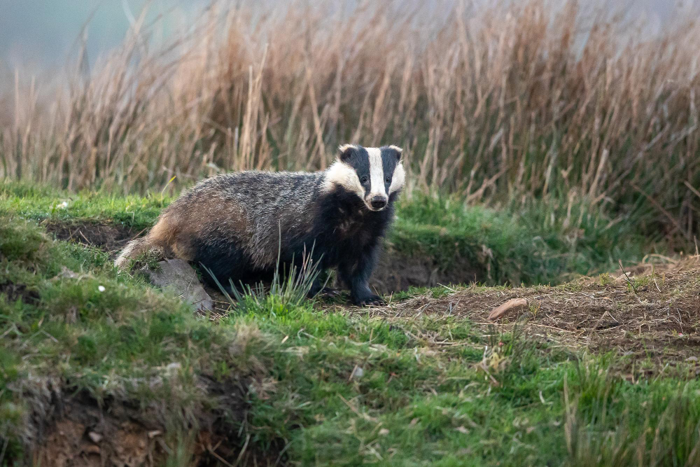 Kada barsukai tampa problema, o kada – tik laikini svečiai