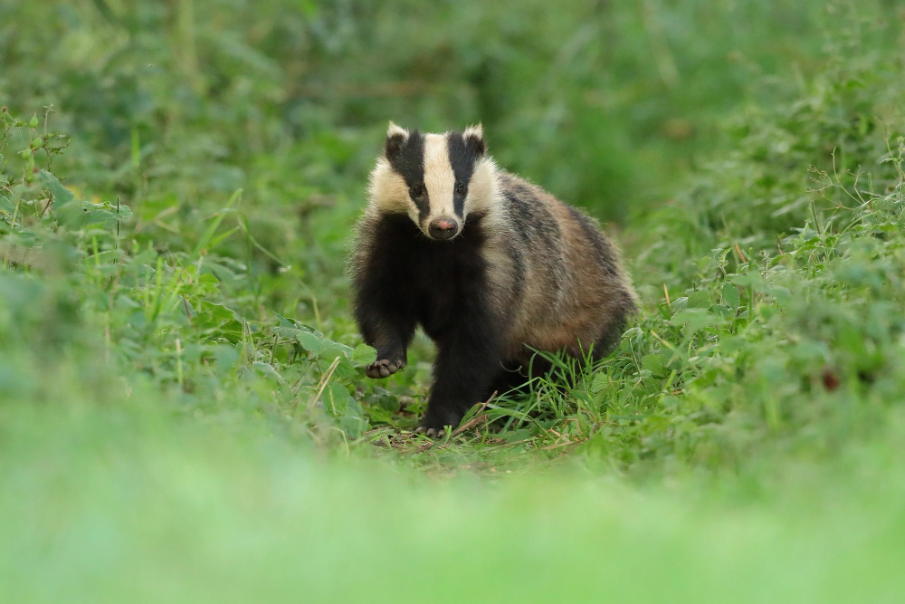 Kaip atbaidyti barsukus natūraliais ir humaniškais būdais