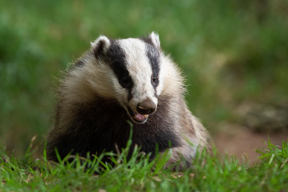 Ko NEGALIMA daryti bandant atsikratyti barsukų