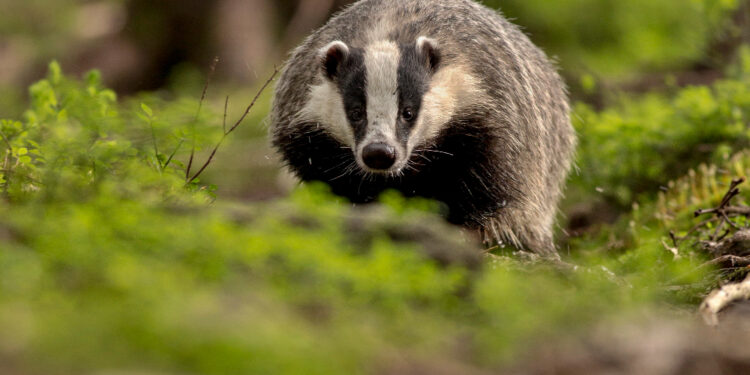 Kaip atbaidyti barsukus ir apsaugoti kiemą bei daržą humaniškais būdais