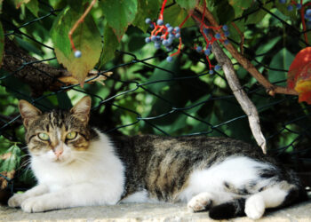 Kaip atbaidyti kates nuo gėlių ir apsaugoti gėlynus bei vazonus