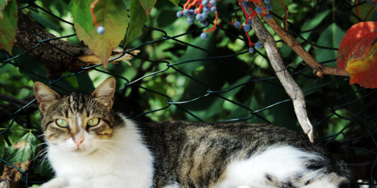 Kaip atbaidyti kates nuo gėlių ir apsaugoti gėlynus bei vazonus