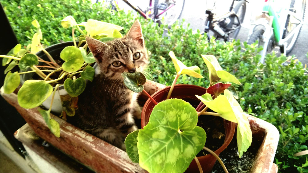 Ką keisti gėlynuose ir vazonuose, kad katės nebegrįžtų