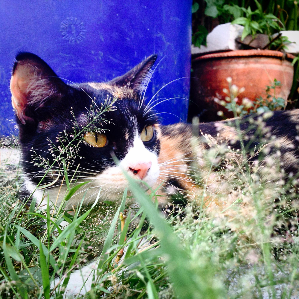 Kačių privalumai ir trūkumai gyvenant šalia gėlynų