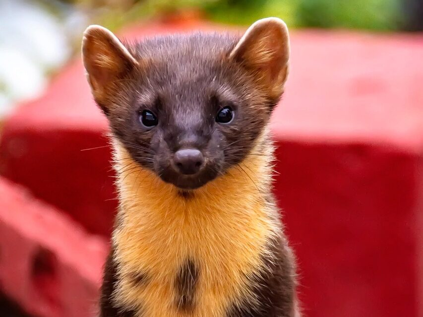 Natūralūs kiaunių atbaidymo būdai – kas veikia, o kas tik mitas