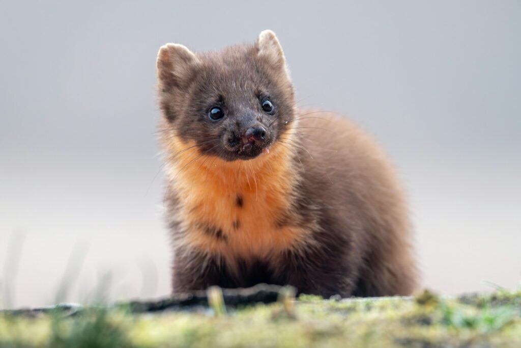 Kada kiaunės kelia didžiausią pavojų namams ir turtui