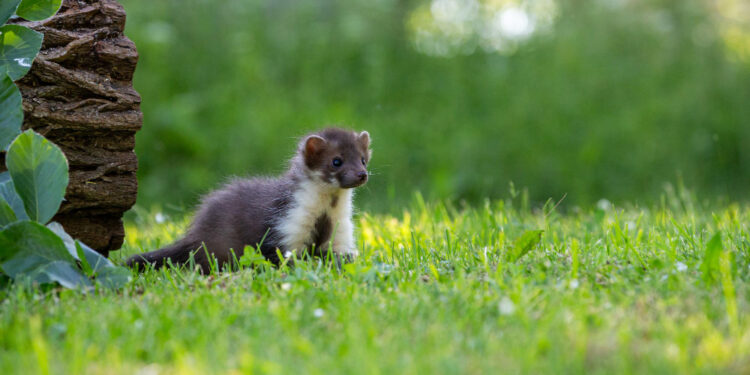 Veiksmingi būdai kaip atbaidyti kiaunes iš namų ir kiemo