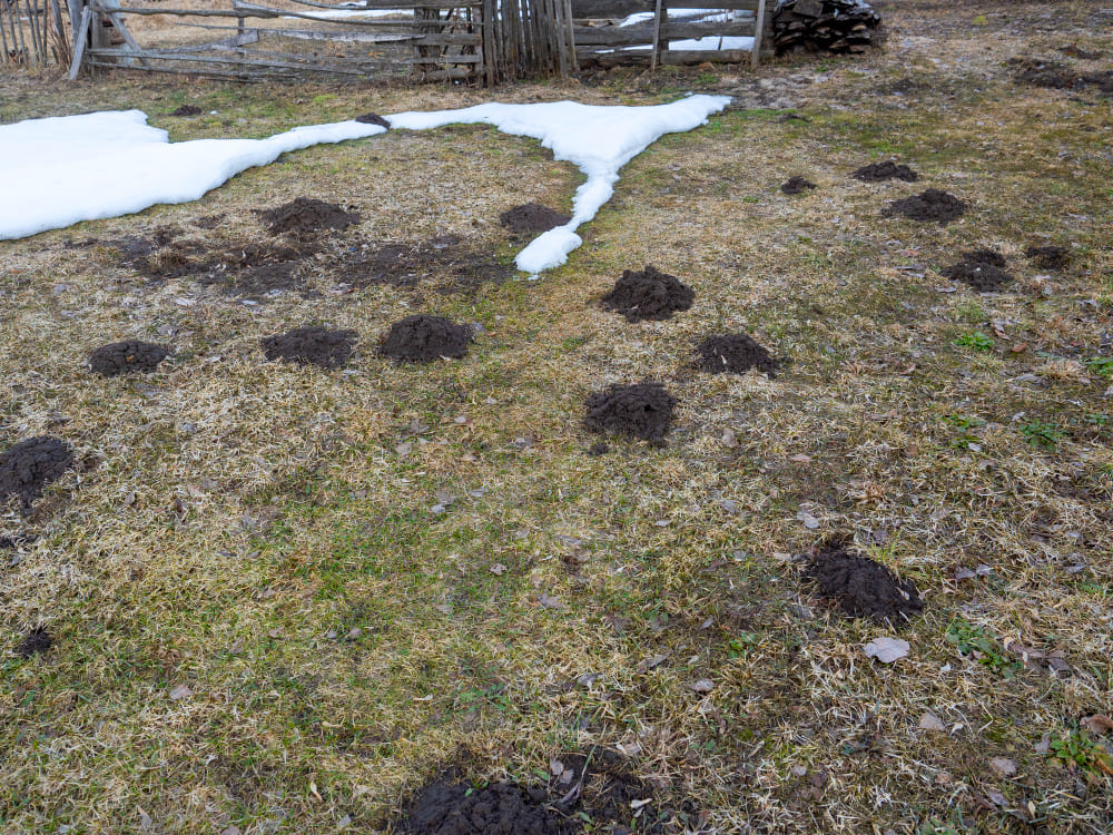 Kodėl kurmiai renkasi veją, sodą ar kiemą