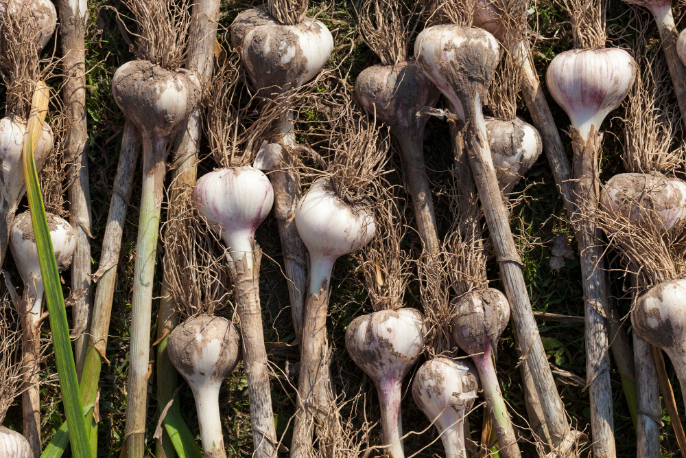Augalai ir kvapai, kurių kurmiai nemėgsta