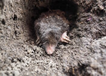 Kaip atbaidyti kurmius iš vejos, sodo ar kiemo teritorijos