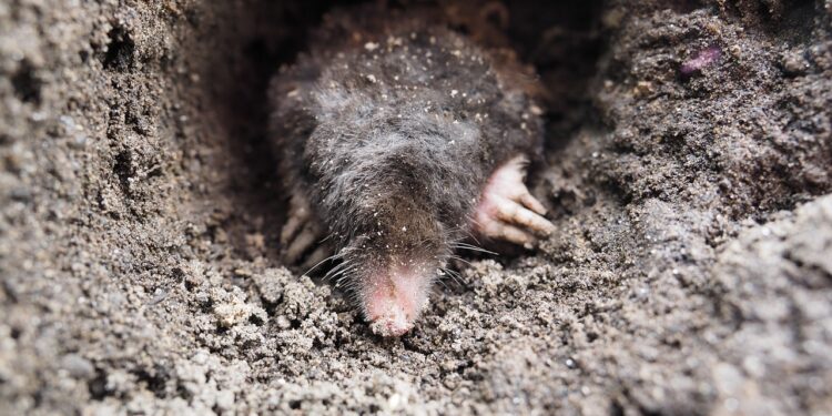 Kaip atbaidyti kurmius iš vejos, sodo ar kiemo teritorijos