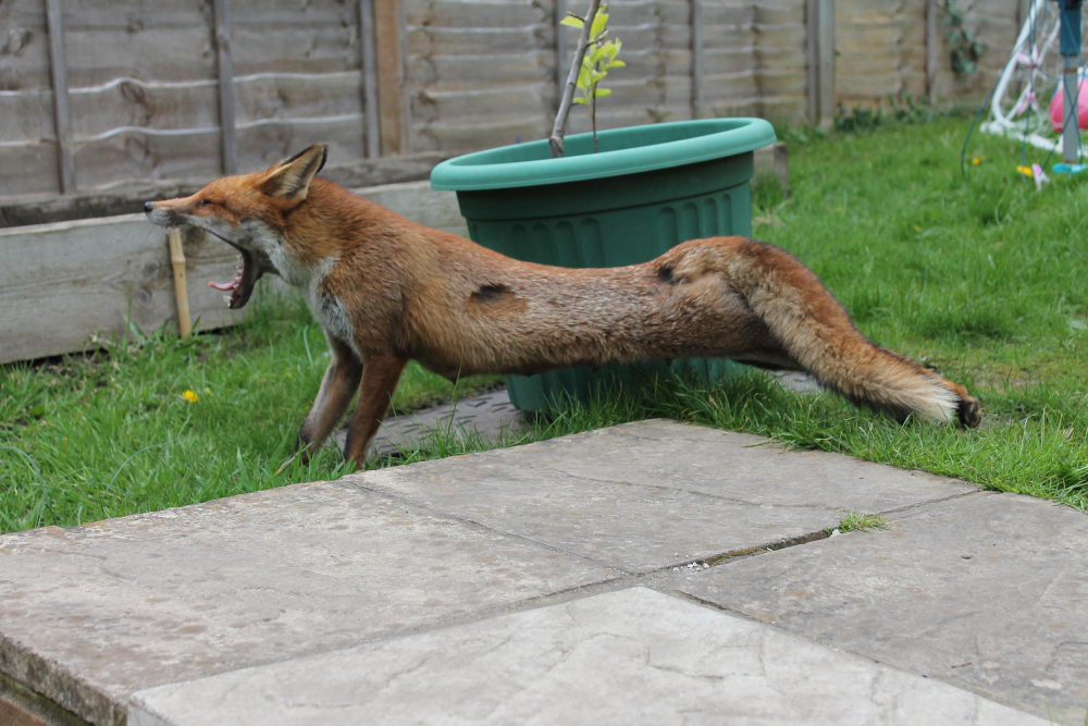 Kada lapės kelia didžiausią pavojų naminiams gyvūnams