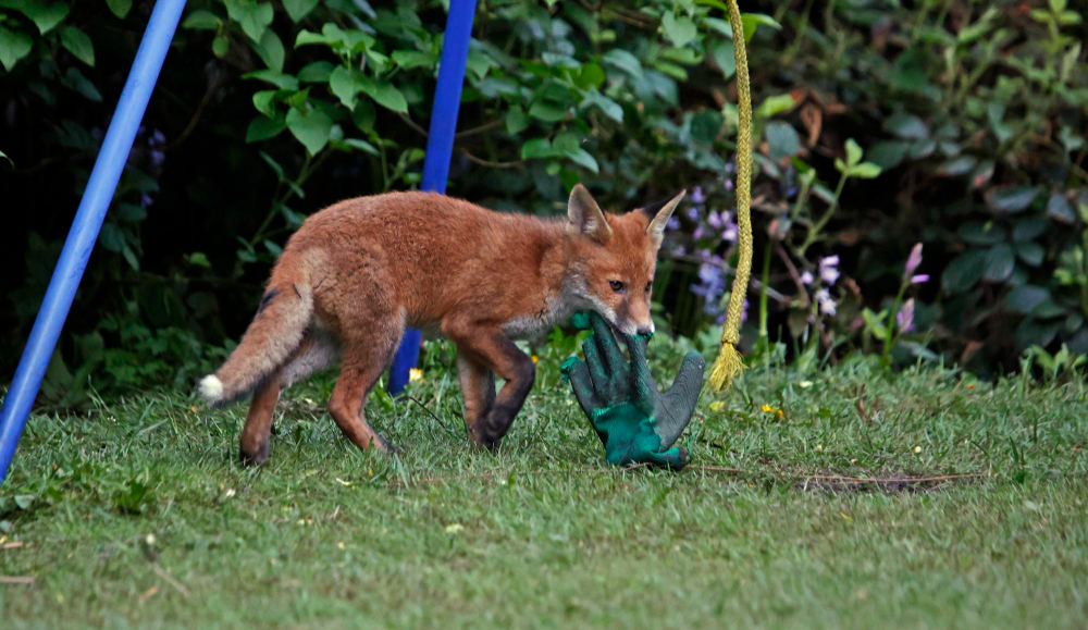 Kaip atbaidyti lapes iš kiemo