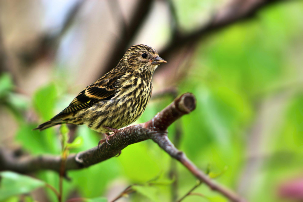 Ar paukščiai pavojingi augalams, pastatams ir žmonių sveikatai