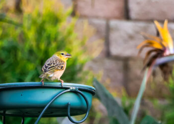 Kaip atbaidyti paukščius nuo sodo, kiemo ar pastatų