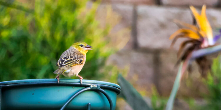 Kaip atbaidyti paukščius nuo sodo, kiemo ar pastatų