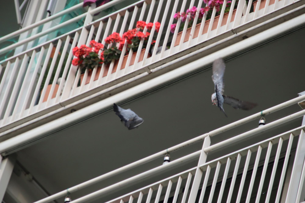 Paukščių privalumai ir trūkumai gyvenant šalia