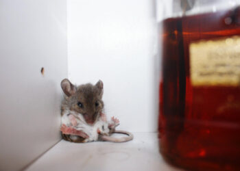 Kaip atbaidyti peles iš namų, rūsio ar ūkinių patalpų