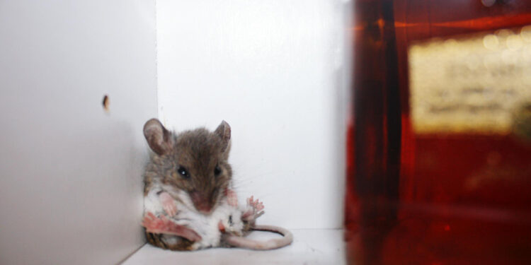 Kaip atbaidyti peles iš namų, rūsio ar ūkinių patalpų