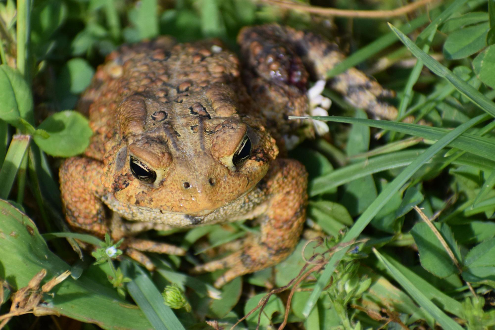 Ar rupūžės pavojingos žmonėms, vaikams ir augintiniams