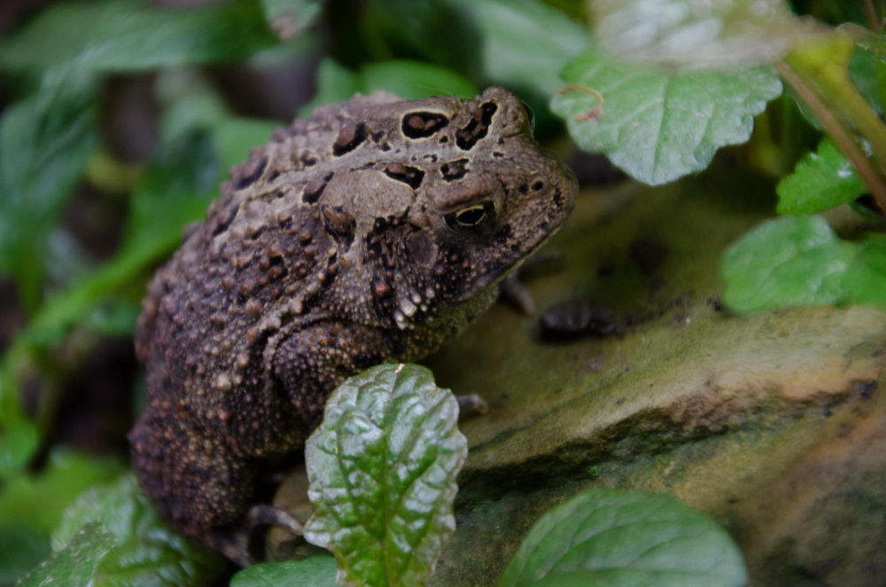 Kaip atbaidyti rupūžes natūraliais būdais