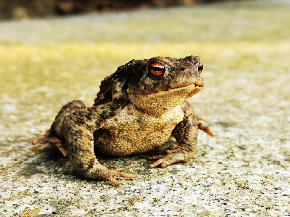Ką keisti kieme ar sklype, kad rupūžės nebegrįžtų