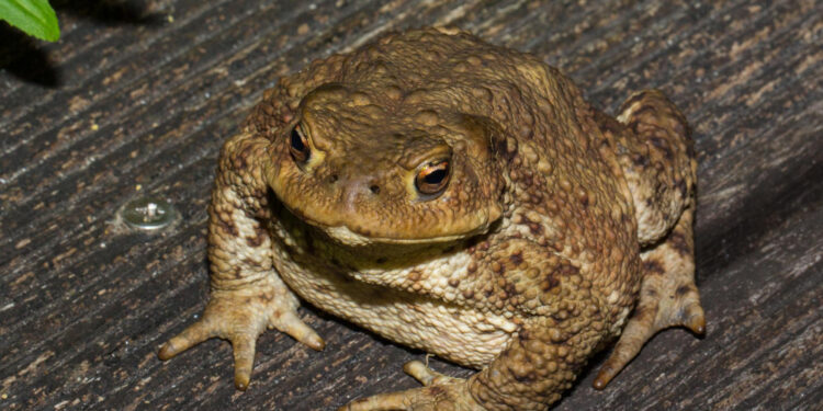 Kaip atbaidyti rupūžes iš kiemo, sodo ar sklypo teritorijos