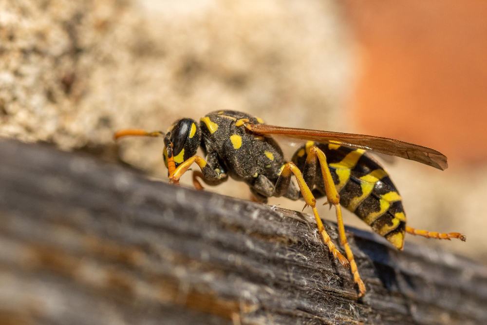 Kada širšės tampa pavojingos, o kada – tik laikini svečiai