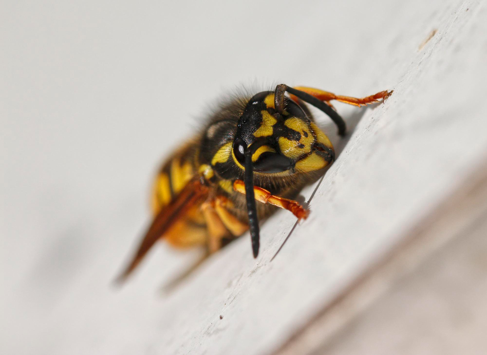 Ko NEGALIMA daryti bandant atbaidyti širšes