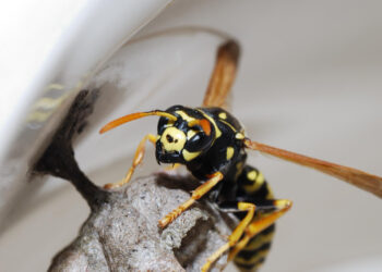 Kaip atbaidyti širšes nuo namų, terasos ar sodo ir sumažinti jų keliamą pavojų