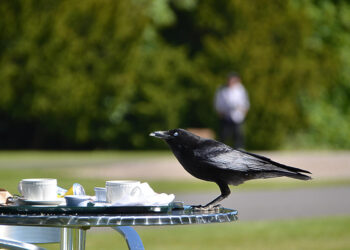 Kaip atbaidyti varnas iš sodo, kiemo ar laukų
