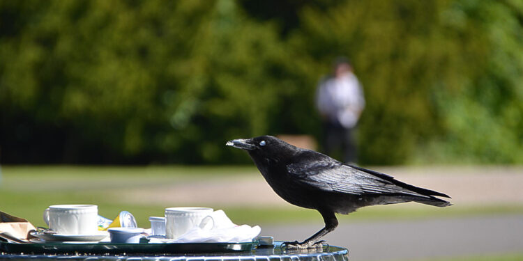 Kaip atbaidyti varnas iš sodo, kiemo ar laukų
