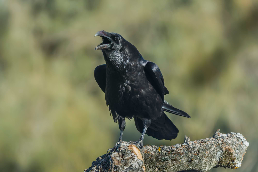 Ką keisti sode, kieme ar laukuose, kad varnos nebegrįžtų