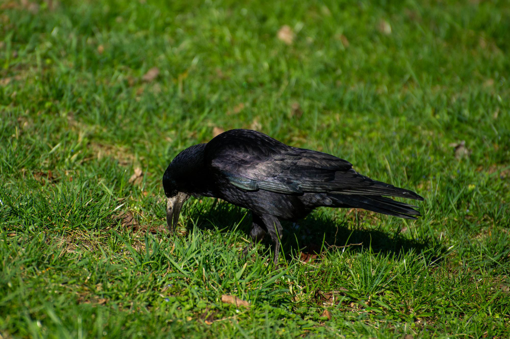 Kodėl varnos renkasi sodus, kiemus ir laukus
