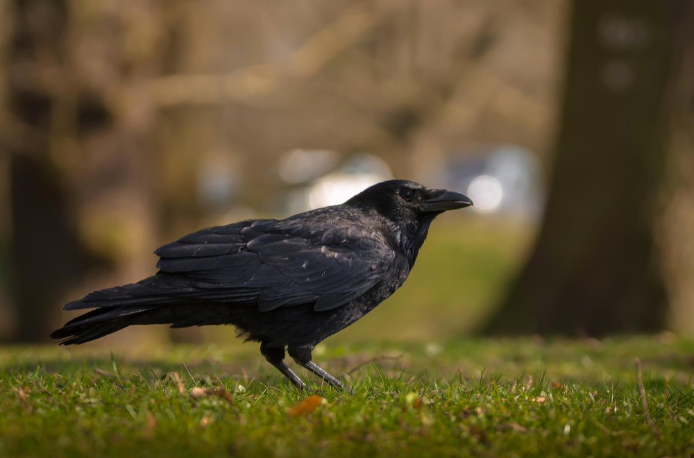 Varnų privalumai ir trūkumai gyvenant šalia