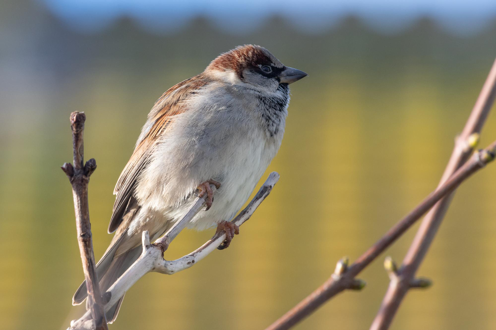 Kada žvirbliai tampa problema, o kada – tik laikini svečiai