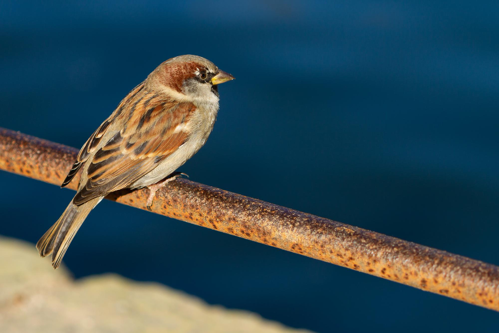 Kaip atbaidyti žvirblius natūraliais ir humaniškais būdais