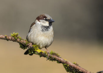 Kaip atbaidyti žvirblius nuo sodo, uogų ir pasėlių