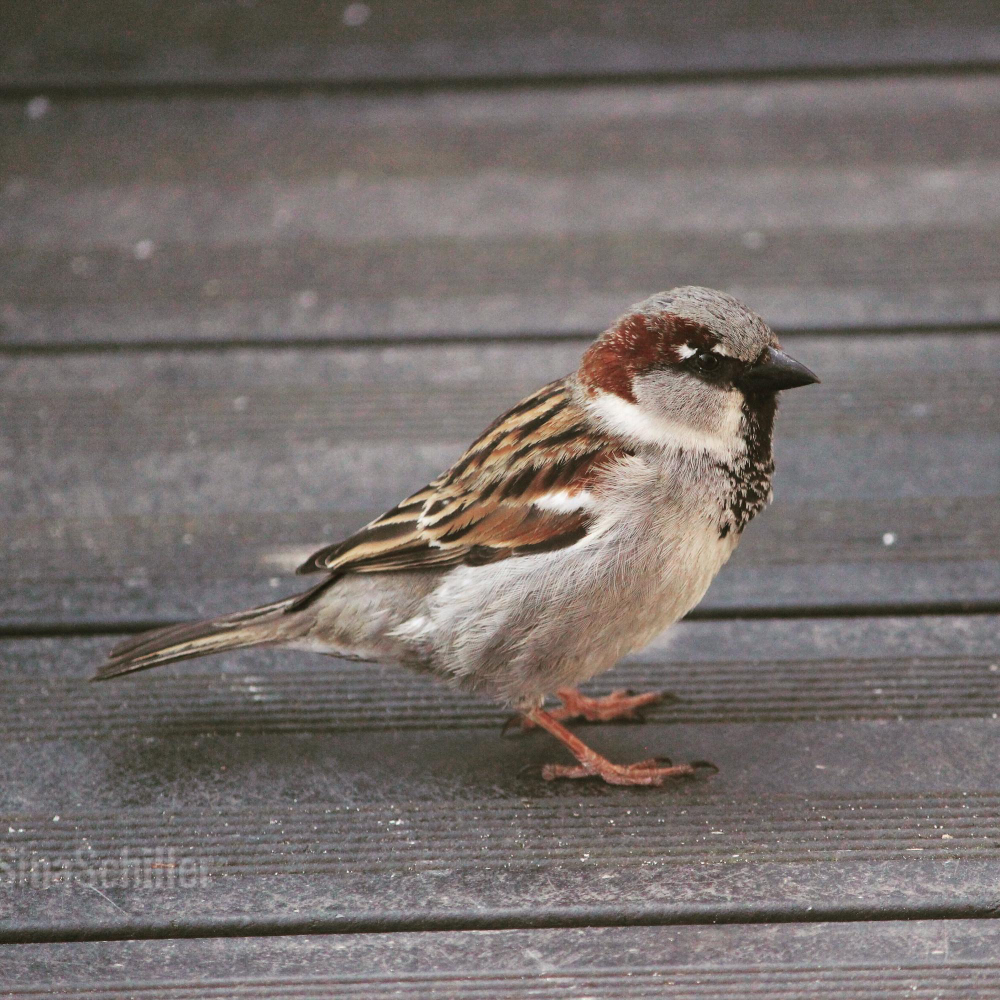Ką keisti sode ir pasėliuose, kad žvirbliai nebegrįžtų