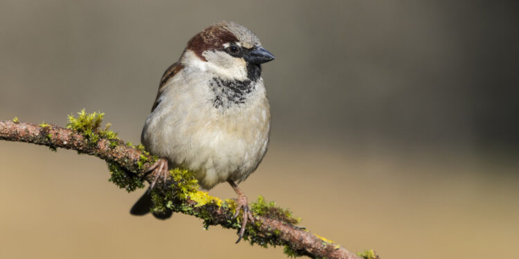Kaip atbaidyti žvirblius nuo sodo, uogų ir pasėlių