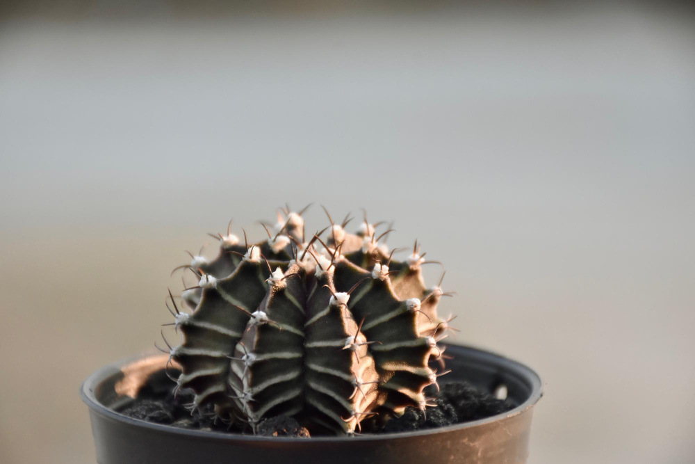 Ką daryti, jei kaktusas perlaistytas