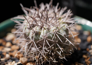 Kaip atgaivinti kaktusą: perlaistymo, išdžiūvimo ir streso sprendimai