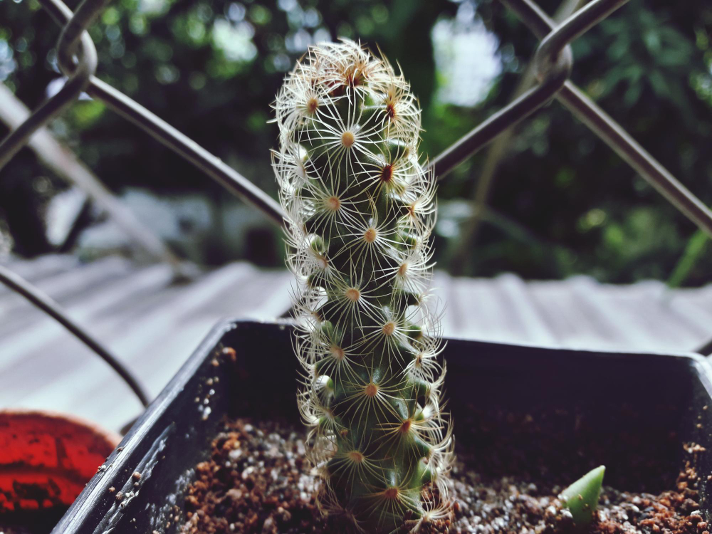 Kaip atgaivinti išdžiūvusį kaktusą